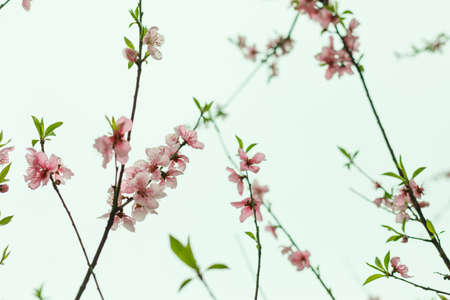 Pink peach blossomsの写真素材