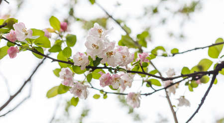 Cherry blossom blossomsの写真素材