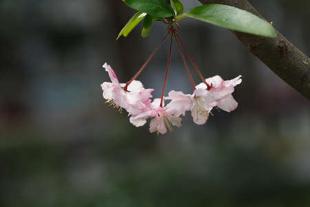 Pink cherry blossoms in full bloom in spring