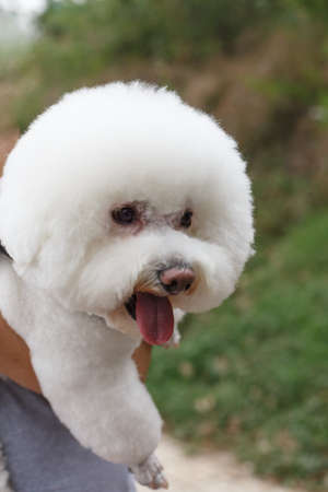 Close - up of the head of a white beagle dogの写真素材