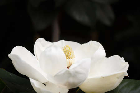 A blooming white magnolia flowerの写真素材