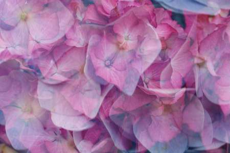 Colorful background of blooming hydrangea