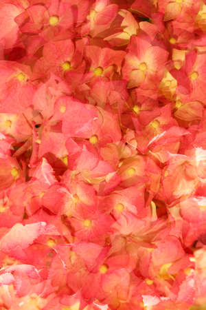 Colorful background of blooming hydrangea