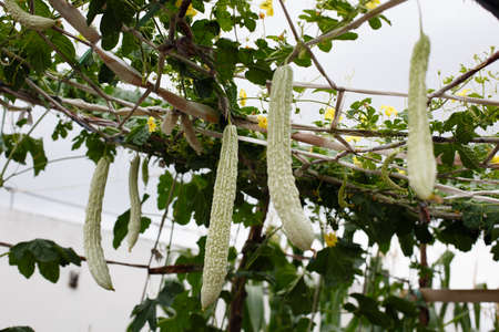 Balsam pear growing in farmland
