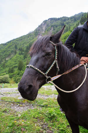 Close - up of a horse's headの写真素材