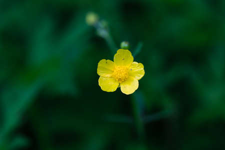 A yellow wild flower is blooming in the green earth.の写真素材
