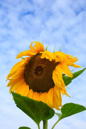 Close - up of a sunflower under the blue skyの写真素材