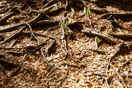 Roots of a tree in the forest, closeup of photo