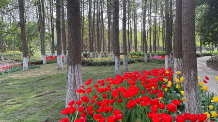 Tulips in the garden at Chiang Rai, Thailand.の写真素材