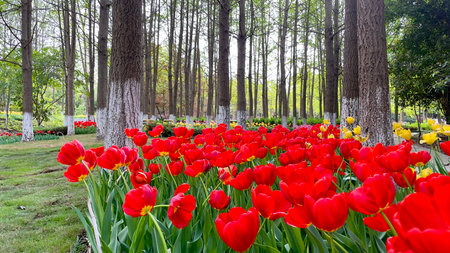 Tulip flowers blooming in the garden, beautiful tulip field in spring seasonの写真素材