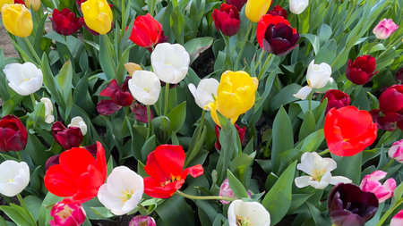 Colorful tulip flowers blooming in the spring  garden.の写真素材