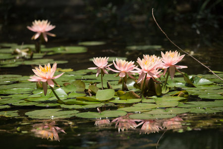 Beautiful pink water lily or lotus flower in pond.の写真素材