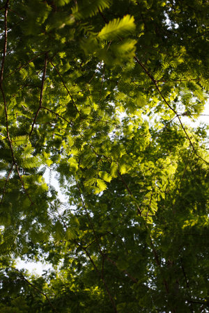 Green leaves background in the forest with sunlight. Natural green background.の写真素材