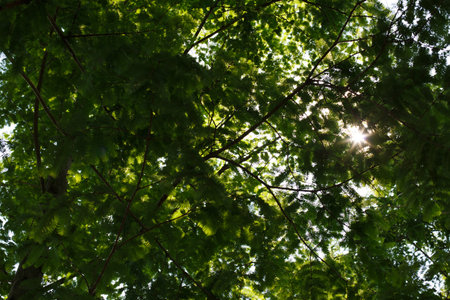 green leaves background in the forest with sun ray and lens flare effectの写真素材