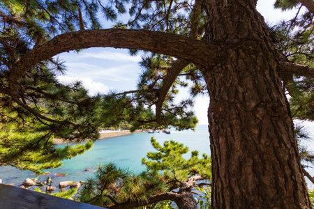 Pine tree on the coast of the Adriatic Sea in Montenegroの写真素材
