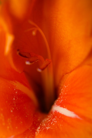 Close up of an orange gladiolus flower with water dropletsの写真素材