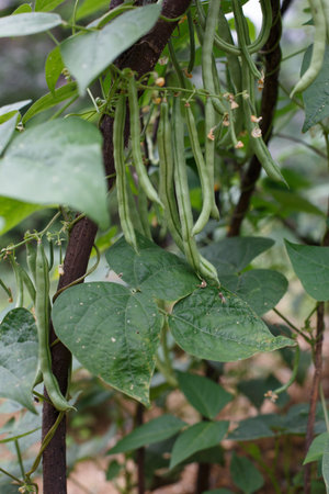 green beans growing on a branch in the vegetable garden in the countryside