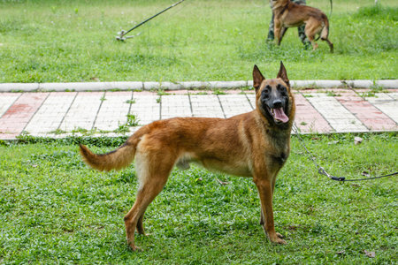 German shepherd dog standing on the grass in the park and yawningの写真素材