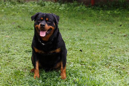 Rottweiler sitting on the grass in the garden, portraitの写真素材