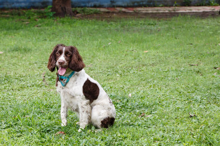English Springer Spaniel dog sitting on the green grass in the gardenの写真素材