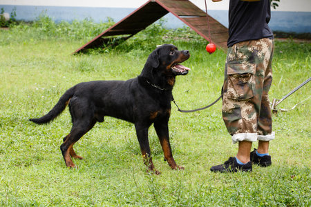 Rottweiler on the leash and man in the background.の写真素材
