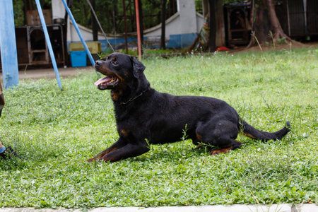 Rottweiler sitting on the grass in the park, Thailand.の写真素材
