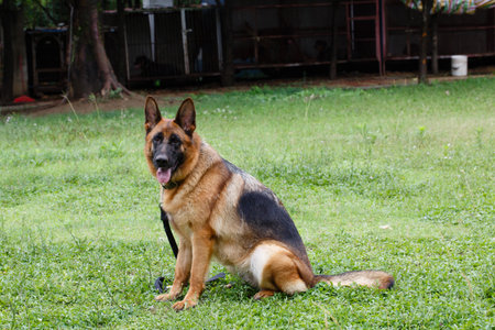 German shepherd dog sitting on the grass in the garden. Selective focus.の写真素材