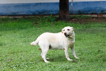 Thai white dog standing on the green grass in the park.の写真素材