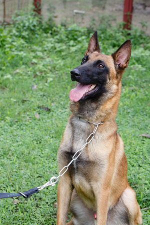 German shepherd dog sitting on a leash on green grass in the gardenの写真素材