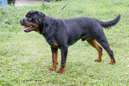 Rottweiler on the grass in the garden, Thailand.の写真素材