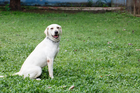 White labrador retriever sitting on the green grass in the parkの写真素材