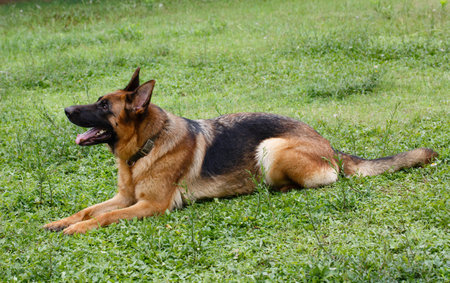 German shepherd dog is lying on the green grass in the park.の写真素材