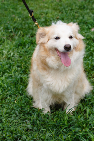 Dog sitting on the grass in the park. Selective focus.の写真素材