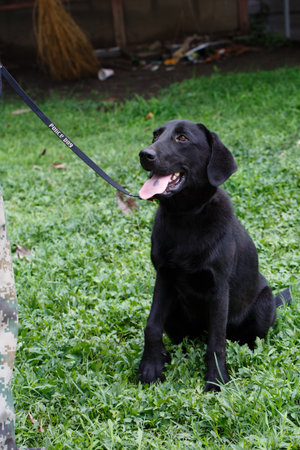 Black labrador retriever sitting on green grass in the garden.の写真素材