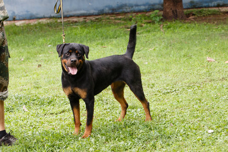 Rottweiler dog standing on the grass in the park.の写真素材