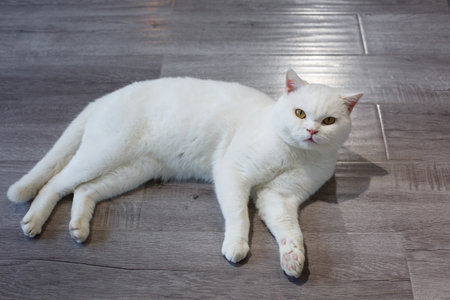 Beautiful white cat lying on the wooden floor at home, petの写真素材