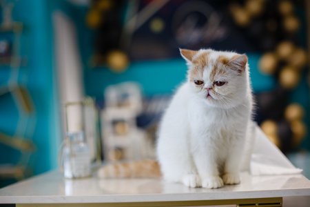 White Persian cat sitting on the table in the living room. Selective focus.の写真素材