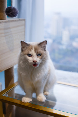 Beautiful white cat with blue eyes sitting on a glass table.の写真素材