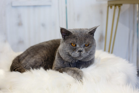 British Shorthair cat lying on a fur rug and looking at the cameraの写真素材