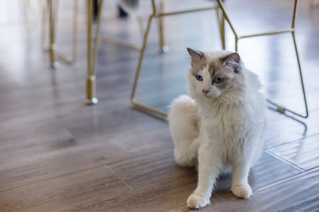beautiful white cat with blue eyes sitting on the floor in the roomの写真素材