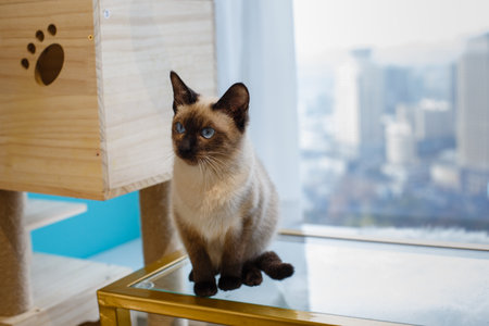 Siamese cat sitting on a glass table near the window.の写真素材