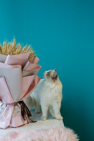 White cat with a bouquet of flowers on a blue background.の写真素材