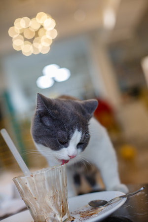 Cat drinking milkshake in a cafe. Selective focus.の写真素材