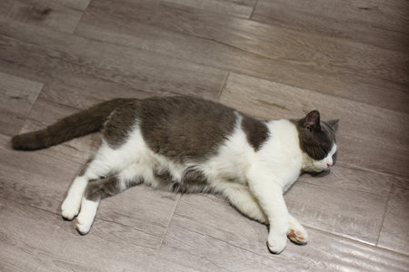 White and gray cat lying on the floor, looking at the cameraの写真素材