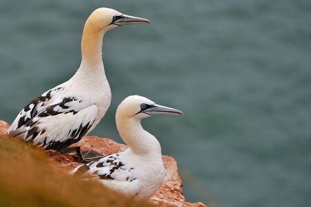 Seagulls at red cliff of Island Helgoland Germany の写真素材