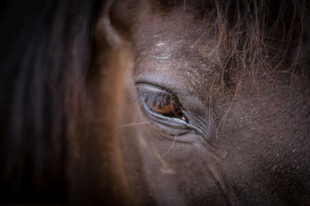 Close-up head shot of a horse in its stable, focused on its eyeの写真素材
