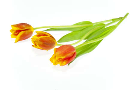 three tulips on white backgroundの写真素材