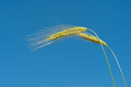 golden wheat and blue sky