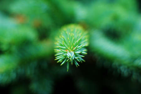 green pine leaves closeup image