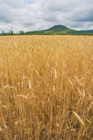 golden wheat field with cloudsの写真素材
